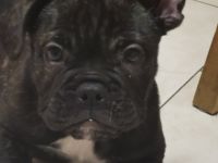 Wir haben noch einen Wunderschönen kräftigen Rüden 