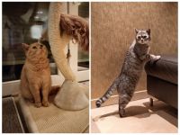 Britisch Kurzhaar, Schweren Herzens müssen wir uns von