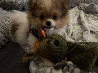 Guten Tag, unser zuckersüßer Pomeranian Mix Rüde sucht