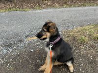 Unser letzter Welpe aus lieber Hobbyzucht suchen noch