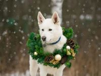 Es sind gepflegte gesunde kastrierte geimpfte schöne