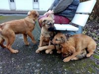 ???, Altdeutscher Schäferhund