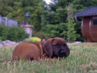 Die Nummer 1 in Sachen Schweißhunde ! BGS-Welpen, mit