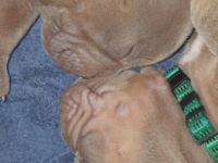 Hallo Bulldoggen-Liebhaber. Unsere 12 Welpen sind am 24