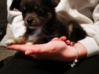 Hallo, wir haben sehr schöne langhaarige Chihuahua