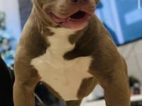 Xl bully, Hallo aus privaten Gründen müssen wir leider