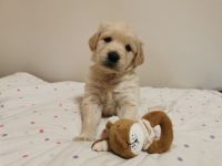 Hallo Golden Retriever Freunde, wir haben wunderschöne