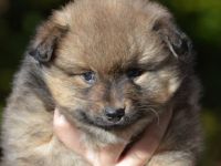 Mittelspitz Rüde Feivel von der Roßsteige such noch ein