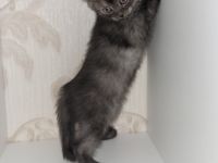 Hallo unsere wunderschöne BKH Katze Molli hat am 02.12