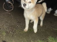 Akita Inu, Welpen