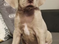 Reinrassige Welpen ohne Papiere. Beide Eltern Leben im