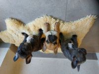 Hallo 1schöner reinrassige Rüde suchen noch ein