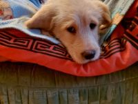 Wunderschöne Labradoodlewelpen sind auf der suche nach