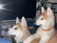 Hallo ihr lieben , Wir haben zur Abgabe zwei süße Mäuse