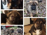 Hallo, hier sind wir nun, etwas älter als 8 Wochen. Wir