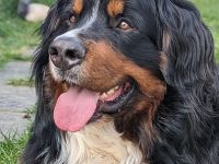 Da Vinci von den Brüner Höhen