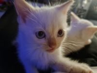 Geboren wurden die kleinen am 25.10.2021 und werden