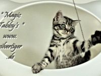 BKH Kätzchen "Vivien und Victor" silbertabby-spotted