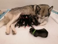 Ups-Wurf! Der Erste 12.1.22 sind die Welpen gekommen um