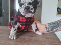 Hallo, wir sind die 5 Frenchis von den vilstaler Eichen