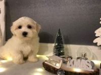 Unsere reinrassigen Malteser sind Eltern geworden und