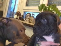 Wurf war nicht beabsichtigt... muss irgendwie passiert