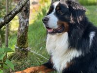 Berner Sennenhund CHARLY - aus Laufenburg (Baden) - als Deckrüde