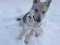 Tschechoslowakischer Wolfshund, Welpen