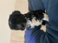 Unsere Welpen sind ab Anfang/Mitte Februar bereit in