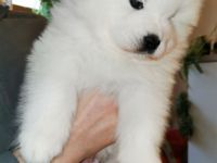Samojede Welpen suchen eine liebevolle Familie.Welpen