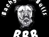 Bachgau-B-Bulls  -Welpenalarm- Continental Bulldog