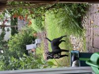 Ronie, Hallo , Leider muss ich mich von meinem Kind