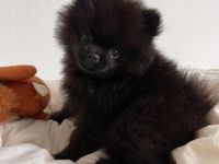 Zwergspitz Pomeranian Welpe mit Ahnentafel Hallo liebe