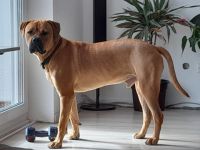 Carina Schmidt, Hallo ich bin Buddy, Ich bin 1,5 Jahre