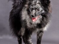 Coco, Unsere Hündin (Mittelspitz) hat am 2. März 2021