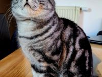 Deckkater Anton BKH in der Farbe black-silver-tabby classic