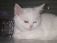 Unsere kleinen sind großen Hund und Kinder gewöhnt sie