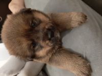 Unsere Wunderschönen Akita Inu/ Rottweiler Mix Welpen