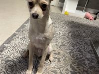 Hallo Ich habe einen Hund mischling der am 12.06.21