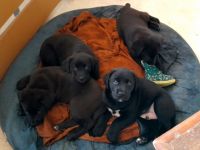 Hallo zusammen, die Hündin einer Freundin hat Mitte