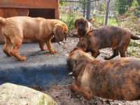 Hannoversche Schweißhunde Welpen aus jagdlicher Zucht