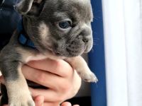 Hallo zusammen, wir sind 7 Französische Bulldoggen