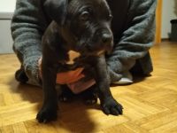 Ich verkaufe hier meine Wunderschönen Mischlings Welpen