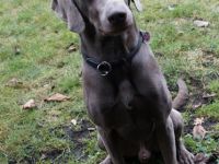 Zuchtrüde Tamino Earl Grey - KEIN VERKAUF!!!!