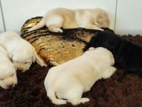 Wir freuen uns, Ihnen mitteilen zu können, dass am 4.