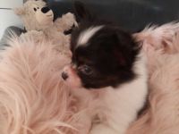 Unser kleiner aufgeweckter niedlicher Lord, ein