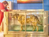 Schnauze, Fell und Pfoten