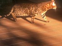 Garfield, Lieber Bengalkater sucht ein neues Zuhause!!!