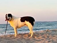 Tyson (Alabai mit Stammbaum)