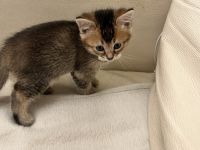 Katzenbabys suchen ein gutes tierliebes zuhause, wenn